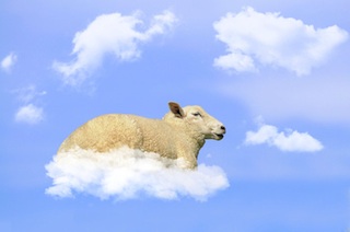 sommeil-mouton