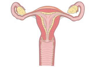 utérus