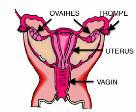 contraception-coupe-ana