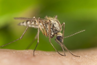 malaria