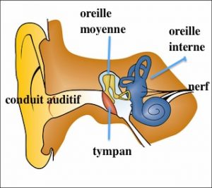 Hypothyroïdie : quand la thyroïde s'endort – Mongeneraliste.be ...