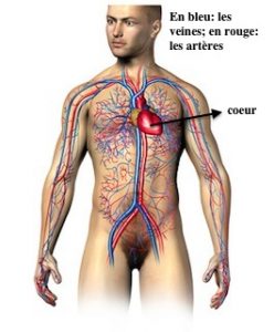 cardiovasculaire-circulation copie