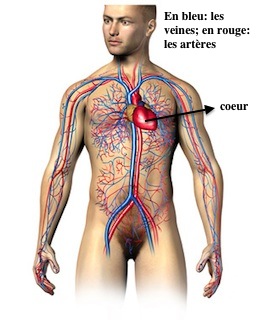 Maladies cardiovasculaires (infarctus, AVC): les éviter, les ...