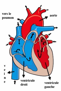 cardiovasculaire-coeur