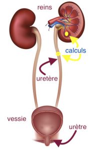 appareil urinaire