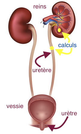 appareil urinaire