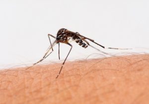 chikungunya moustique