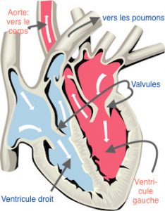 Coeur insuffisance cardiaque