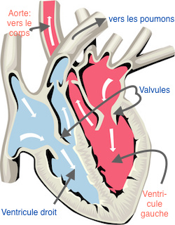 Insuffisance cardiaque: quand le coeur ne suffit plus ...